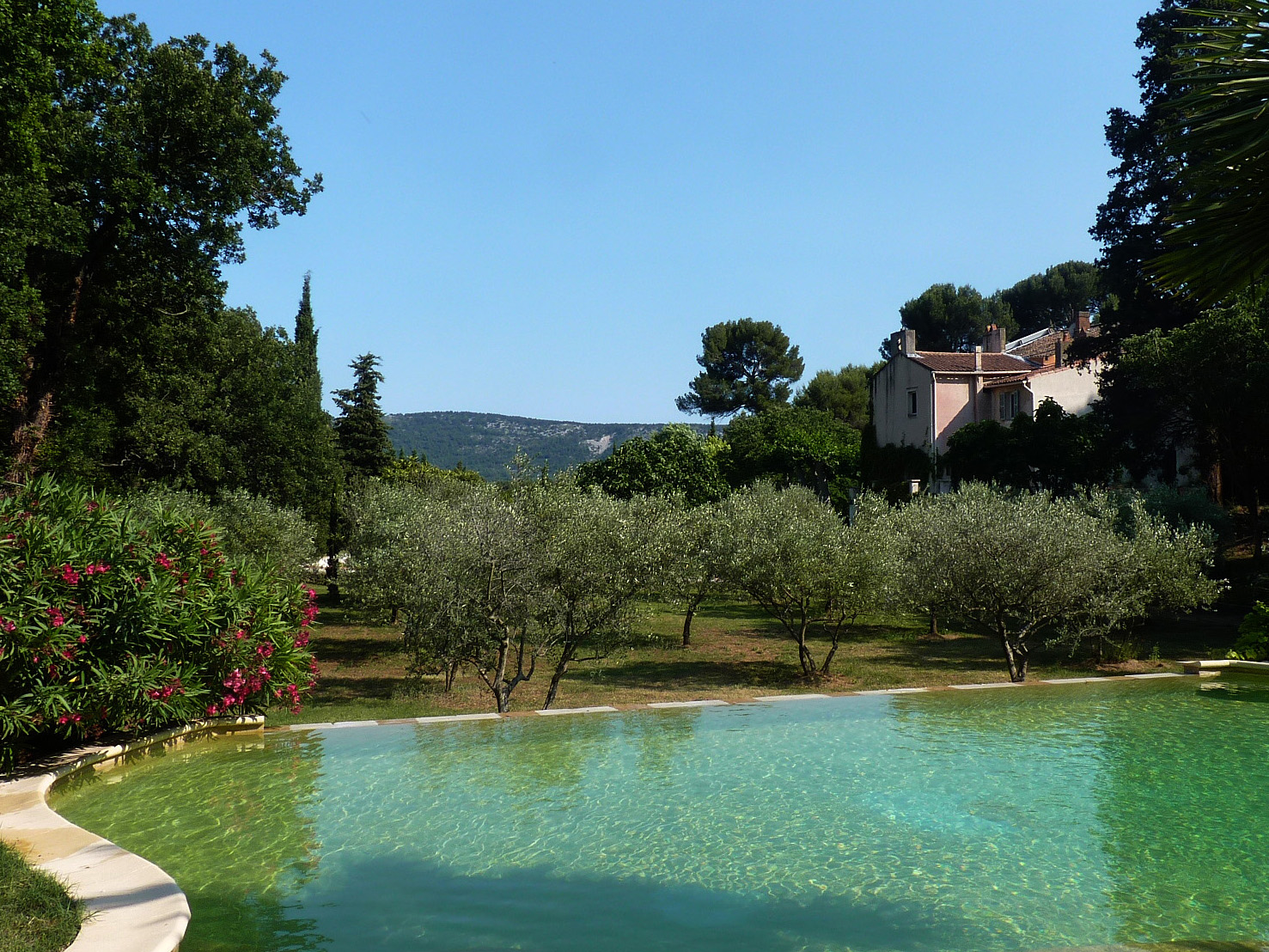 La piscine et l'oliveraie.